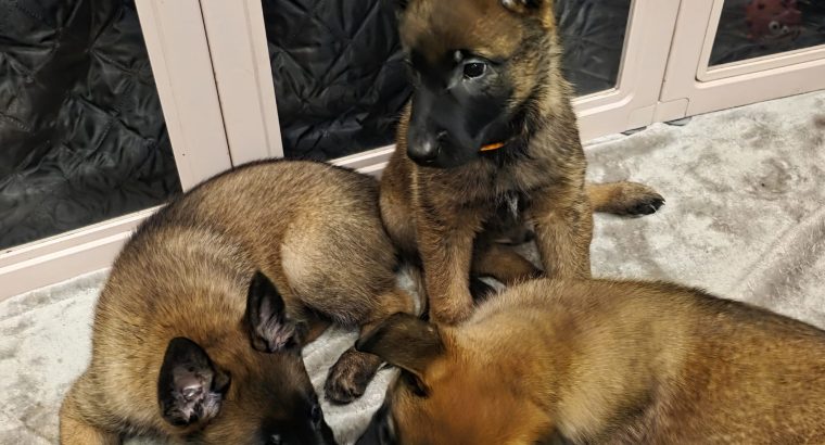 Purebred Belgian Malinois Puppies for Sale